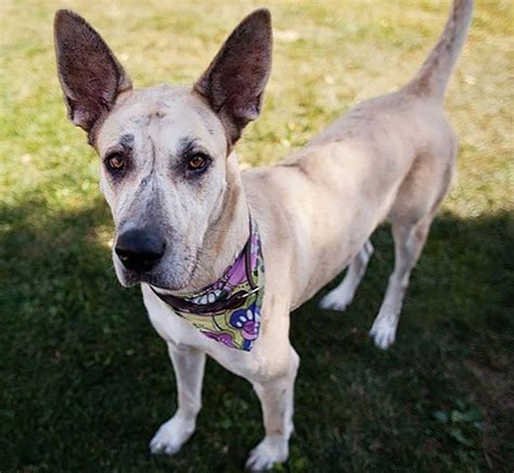 chi dane dane|chihuahua mixed breed.